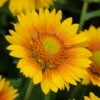 Mesa™ Peach Gaillardia -Daily Garden Joy Shop mesa peach gaillardia garden flower bloom