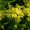 Little Lemon Goldenrod (Solidago) -Daily Garden Joy Shop mike davy solidago little lemon goldenrod 1 1