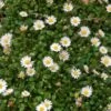 Miniature Mat Daisy (Bellium) 2 Miniature Mat Daisy (Bellium) -Daily Garden Joy Shop miniature mat daisy