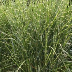 Gold Breeze Miscanthus Grass 7 Gold Breeze Miscanthus Grass -Daily Garden Joy Shop miscanthus sinensis gold breeze 1 1