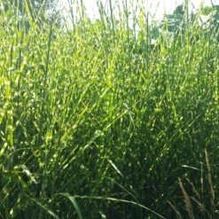 Gold Breeze Miscanthus Grass 9 Gold Breeze Miscanthus Grass -Daily Garden Joy Shop miscanthus gold breeze 2 cropped