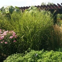Gold Breeze Miscanthus Grass 8 Gold Breeze Miscanthus Grass -Daily Garden Joy Shop miscanthus gold breeze 3 cropped