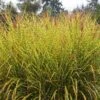 Gold Breeze Miscanthus Grass -Daily Garden Joy Shop miscanthus goldbreeze sbn 01 cropped