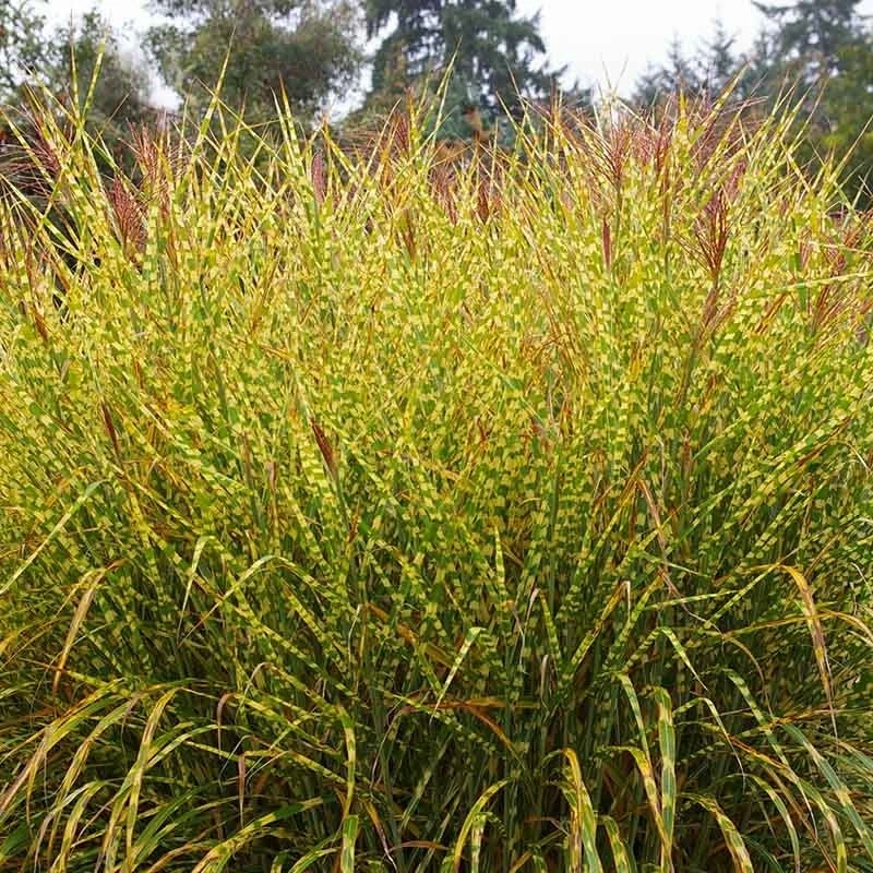 Gold Breeze Miscanthus Grass 3 Gold Breeze Miscanthus Grass