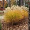 Gracillimus Miscanthus Grass -Daily Garden Joy Shop miscanthus gracillimus hni cropped