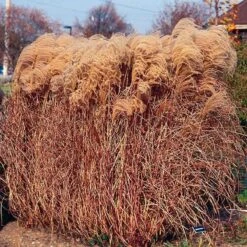 Gracillimus Miscanthus Grass 10 Gracillimus Miscanthus Grass -Daily Garden Joy Shop miscanthus gracillimus walters gardens cropped