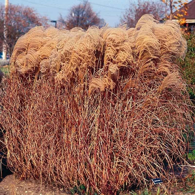 Gracillimus Miscanthus Grass 4 Gracillimus Miscanthus Grass - Image 3