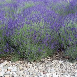 Mitcham Gray English Lavender 7 Mitcham Gray English Lavender -Daily Garden Joy Shop mitcham gray english lavender 1