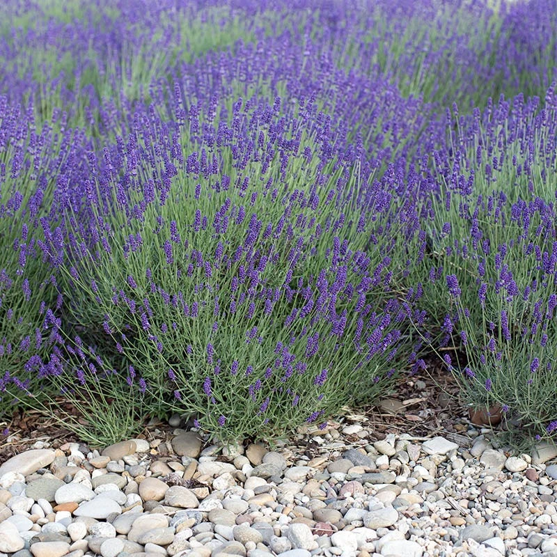 Mitcham Gray English Lavender 5 Mitcham Gray English Lavender - Image 3