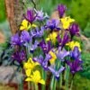 Dwarf Specie Iris Mix (Mini Iris) -Daily Garden Joy Shop mixed specie iris visi09644