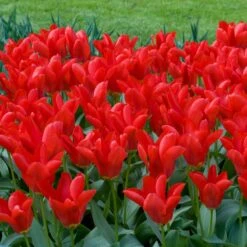 Red Emperor Tulip -Daily Garden Joy Shop moja02194 red emperor tulip cropped