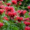 Fireball Bee Balm 2 Fireball Bee Balm -Daily Garden Joy Shop monarda didyma cropped