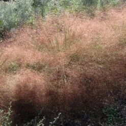Undaunted® Ruby Muhly Grass -Daily Garden Joy Shop muhlenbergia reverchonii 3