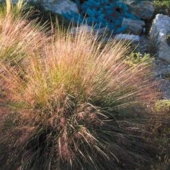 Undaunted® Ruby Muhly Grass -Daily Garden Joy Shop muhlenbergia reverchon 71138 1 web 4