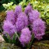 Cotton Candy Grape Hyacinth -Daily Garden Joy Shop muscari comosum plumosum cotton cany grape hyacinth 1 cropped