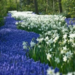 Thalia Daffodil -Daily Garden Joy Shop narcissus thalia muscari armen 2