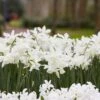 Thalia Daffodil 1 Thalia Daffodil -Daily Garden Joy Shop narcissus thalia with hyacinth