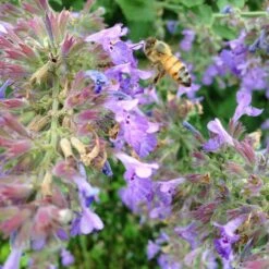 Select Blue Nepeta