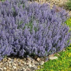 Select Blue Nepeta -Daily Garden Joy Shop nepeta faassenii select blue delosperma nubiginum