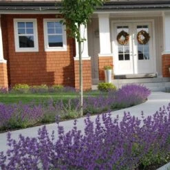 Little Trudy® Nepeta -Daily Garden Joy Shop nepeta little trudy catmint must credit plant select 1