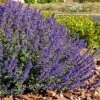 Walker's Deep Blue Nepeta 1 Walker's Deep Blue Nepeta -Daily Garden Joy Shop nepeta walkers dark blue 4 cc cropped 1