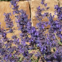 Walker's Deep Blue Nepeta -Daily Garden Joy Shop nepeta walkers dark blue close up of flwr cropped