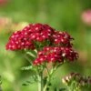 New Vintage™ Red Yarrow -Daily Garden Joy Shop new vintage red yarrow achillea