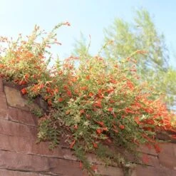 Orange Carpet® Creeping Hummingbird Trumpet (Zauschneria) -Daily Garden Joy Shop orange carpet creeping hummingbird trumpet zauschneria hanging garden flowers