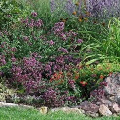 Rotkugel Ornamental Oregano -Daily Garden Joy Shop origanum rotkugel web