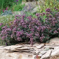 Rotkugel Ornamental Oregano -Daily Garden Joy Shop origanum rotkugel 1 cropped web