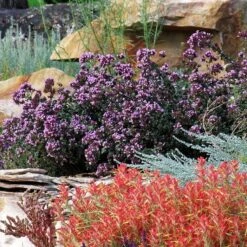 Rotkugel Ornamental Oregano -Daily Garden Joy Shop origanum rotkugel 3 cropped web