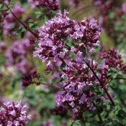 Rotkugel Ornamental Oregano -Daily Garden Joy Shop origanum rotkugel close up cropped