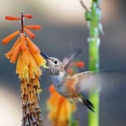 Dwarf Red Hot Poker -Daily Garden Joy Shop pam koch hummingbird and kniphofia az