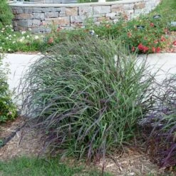 Ruby Ribbons® Prairie Switchgrass 11 Ruby Ribbons® Prairie Switchgrass -Daily Garden Joy Shop panicum virgatum ruby ribbons switchgrass 6 1