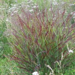 Shenandoah Switch Grass -Daily Garden Joy Shop panicum shenandoah hni 01 cropped