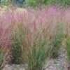 Shenandoah Switch Grass -Daily Garden Joy Shop panicum shenandoah hni cropped