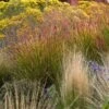 Ruby Ribbons® Prairie Switchgrass -Daily Garden Joy Shop panicum virgatum ruby ribbons