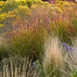 Ruby Ribbons® Prairie Switchgrass