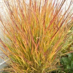 Ruby Ribbons® Prairie Switchgrass 9 Ruby Ribbons® Prairie Switchgrass -Daily Garden Joy Shop panicum virgatum ruby ribbons 2 1