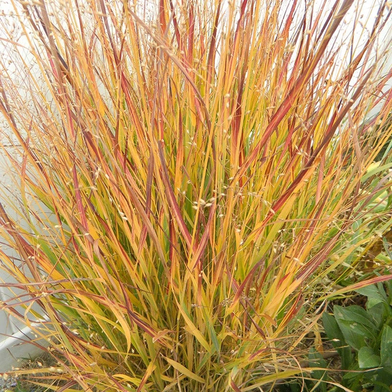 Ruby Ribbons® Prairie Switchgrass 5 Ruby Ribbons® Prairie Switchgrass - Image 3