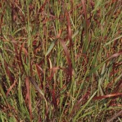 Shenandoah Switch Grass -Daily Garden Joy Shop panicum virgatum shenandoah 74540 web 2 1