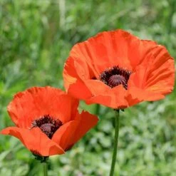 Brilliant Oriental Poppy -Daily Garden Joy Shop papaver orientale brilliant oriental poppy