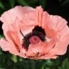 Princess Louise Oriental Poppy -Daily Garden Joy Shop papaver orientale princess louise oriental poppy