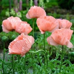 Princess Louise Oriental Poppy -Daily Garden Joy Shop papaver orientale princess louise oriental poppy 2