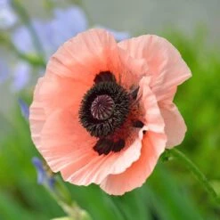 Princess Louise Oriental Poppy -Daily Garden Joy Shop papaver orientale princess louise oriental poppy 3.jpg.crdownload
