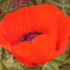 Brilliant Oriental Poppy -Daily Garden Joy Shop papaver brilliant andrea ogden web 1 1