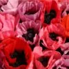Fruit Punch Oriental Poppy -Daily Garden Joy Shop papaver fruit punch oriental poppy 1