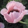 Coral Reef Oriental Poppy -Daily Garden Joy Shop papaver orientale coral reef