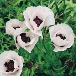 Royal Wedding Oriental Poppy -Daily Garden Joy Shop papaver orientale royal wedding 1