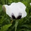 Royal Wedding Oriental Poppy -Daily Garden Joy Shop papaver royal wedding walters gardens cropped 2